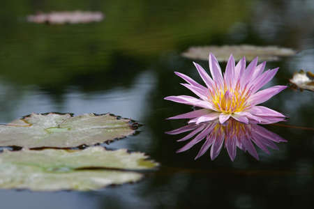 Water lilly flowerの写真素材