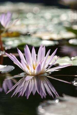 Water lilly flowerの写真素材