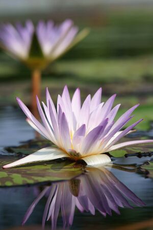 Water lilly flowerの写真素材
