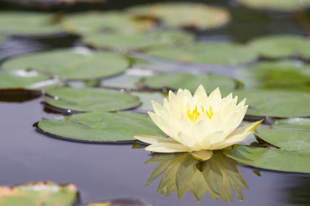 Water lilly flowerの写真素材