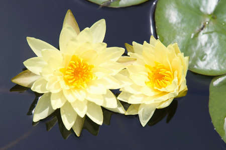 Water lilly flowerの写真素材