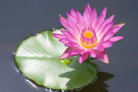Water lilly flowerの写真素材