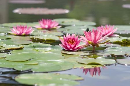 Water lilly flowerの写真素材