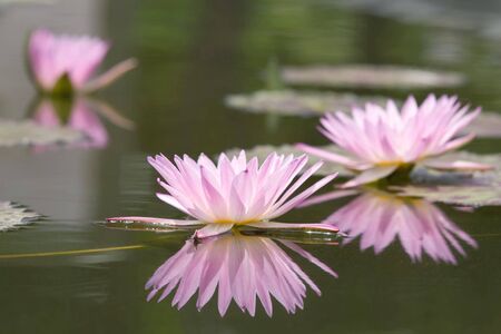 Water lilly flowerの写真素材