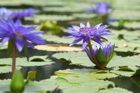 Water lilly flowerの写真素材