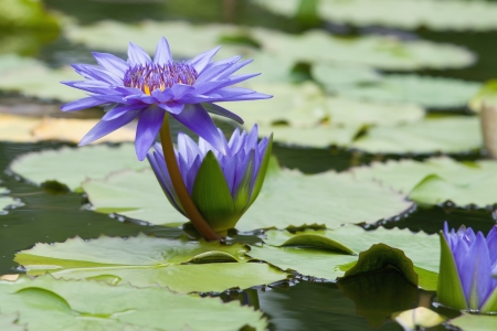 Water lilly flowerの写真素材
