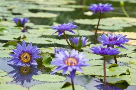 Water lilly flowerの写真素材