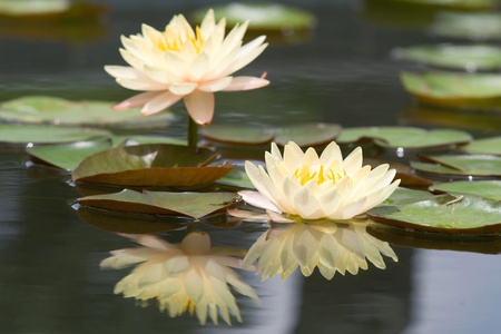 Water lilly flowerの写真素材