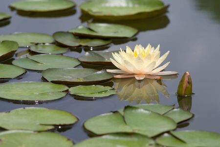 Water lilly flowerの写真素材