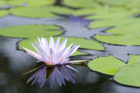 Water lilly flowerの写真素材