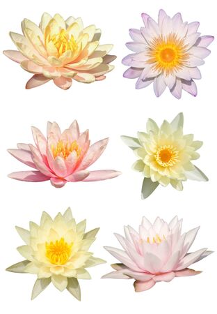 Water lily flower isolate on the white backgroundの写真素材