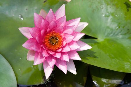 Water lilly flowerの写真素材