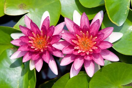 Water lilly flowerの写真素材