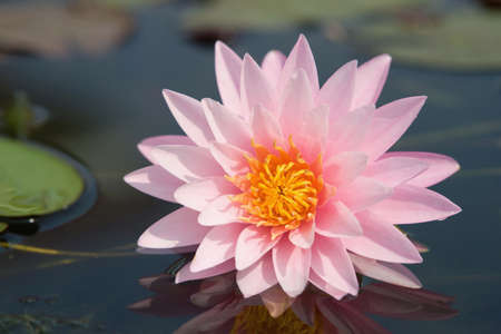 Water lilly flowerの写真素材