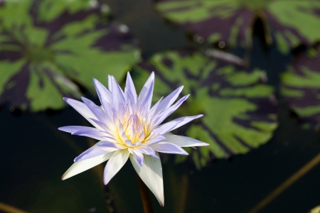 Water lilly flowerの写真素材