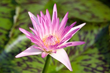 Water lilly flowerの写真素材