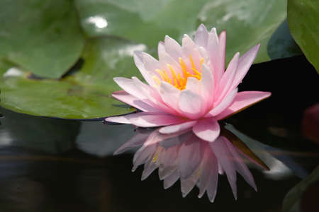 Water lilly flowerの写真素材