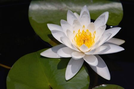 Water lilly flowerの写真素材