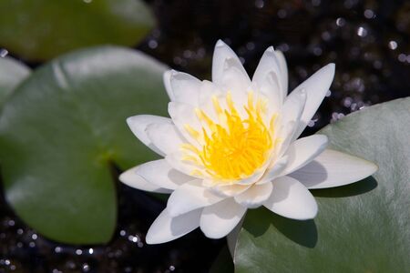 Water lilly flowerの写真素材