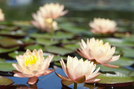 Water lilly flowerの写真素材