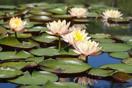Water lilly flowerの写真素材