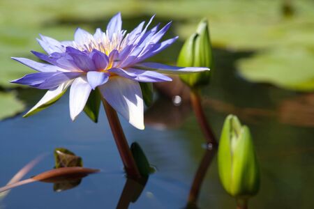 Water lilly flowerの写真素材