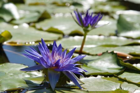 Water lilly flowerの写真素材