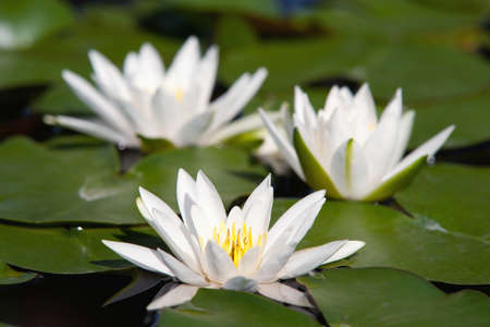 Water lilly flowerの写真素材