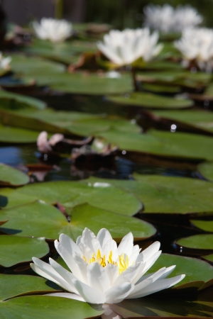 Water lilly flowerの写真素材