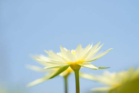 Water lilly flowerの写真素材