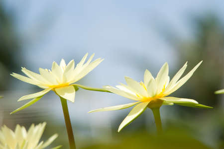 Water lilly flowerの写真素材