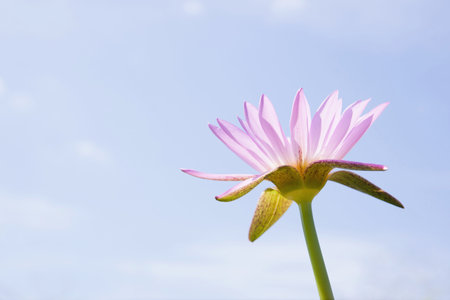 Water lilly flowerの写真素材