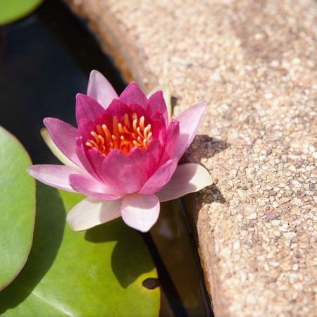 Water lilly flowerの写真素材