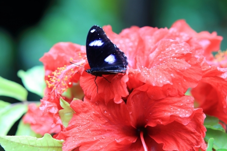 Butterfly in the gardenの写真素材