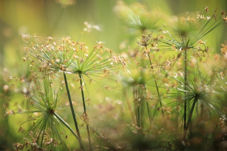 Flowers in the gardenの写真素材