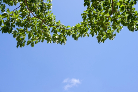 Tree branchの写真素材