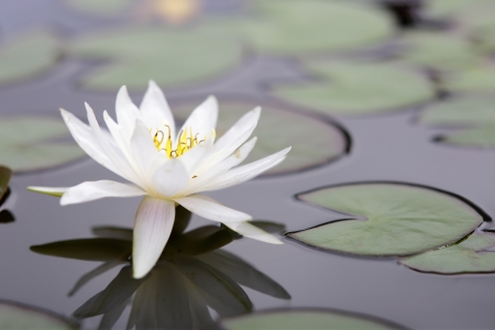 Lotus in the pondの写真素材