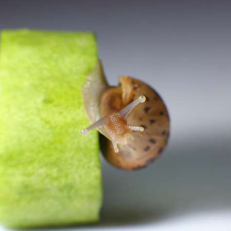 Snailの写真素材