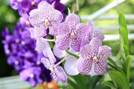 Orchid flowers in the garden