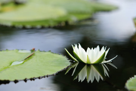 Beautiful lotus in the pondの写真素材