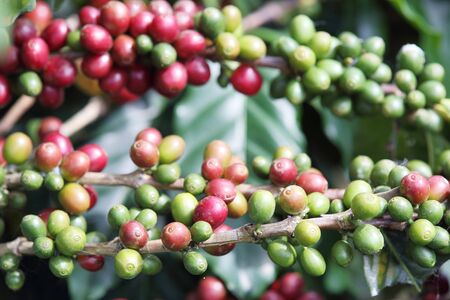 Arabica coffee beans on the coffee tree.の写真素材