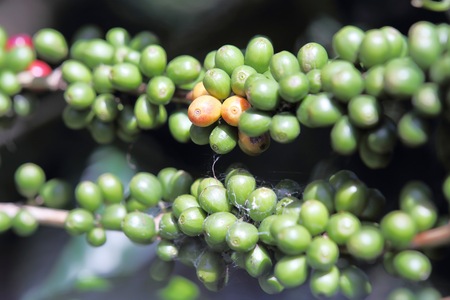 Arabica coffee beans on the coffee tree.の写真素材