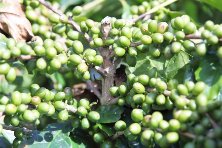 Arabica coffee beans on the coffee tree.の写真素材
