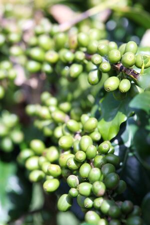 Arabica coffee beans on the coffee tree.の写真素材