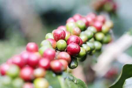 Arabica coffee beans on the coffee tree.の写真素材