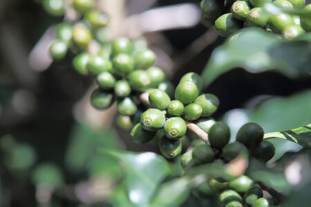 Arabica coffee beans on the coffee tree.の写真素材