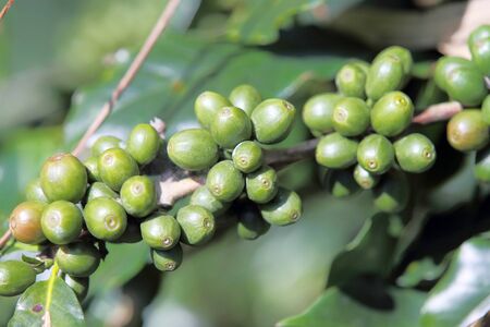 Arabica coffee beans on the coffee tree.の写真素材