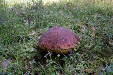 mushroom in the mossの写真素材