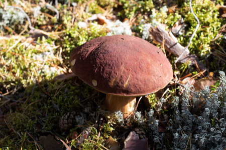 mushroom in the grass