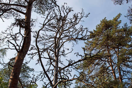 trees in the park branches against the skyの写真素材